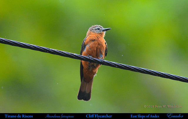 CLIFF FLYCATCHER Hirundinea ferruginea Perching on Wire on the Eastern Slope of Andes in ECUADOR. Photo by Peter Wendelken.