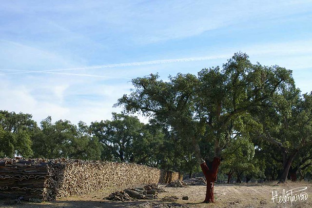 O sobreiro (The oak tree)