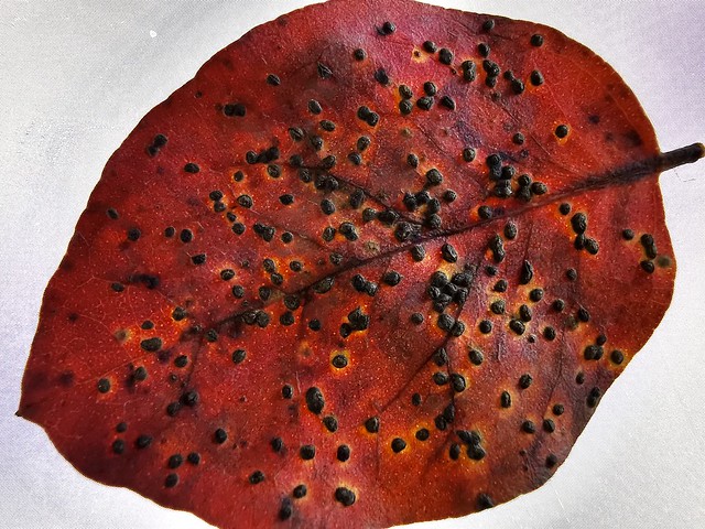 Dead Leaf with Rust Pustules.