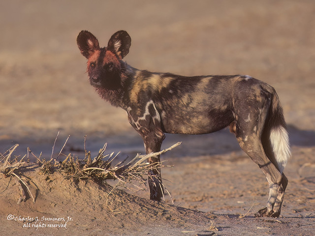 Male African Painted Dog bloody from recent hunt