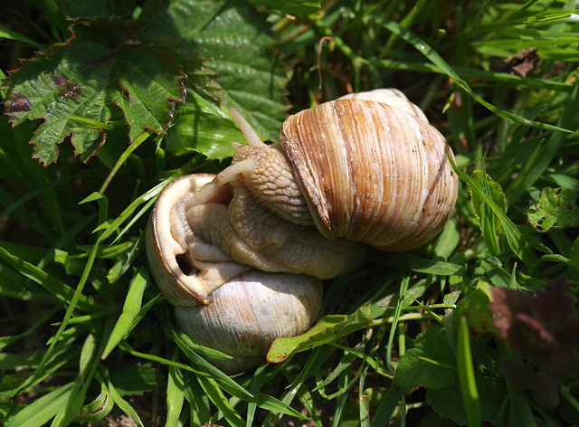 Fornication in Mary's Meadow. Roman snails doing what the Romans did!