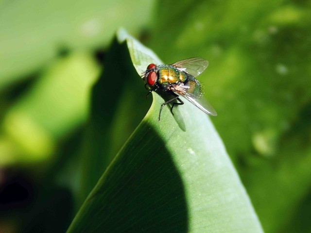 Flesh Fly on Leaf
