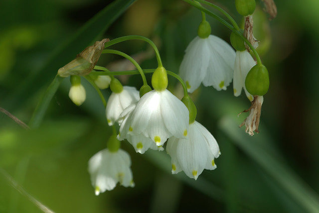 Loddon Lily (Leucojum aestivum)