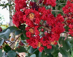 Vivid red Crepe Myrtle flowers