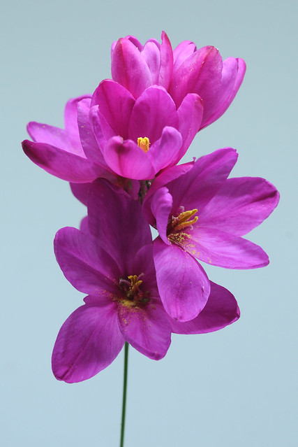 Paarse bloempje uit onze tuin. (uit pakje zaaizaad). Purple flower from our garden. (from seed pack). Fleur violette de notre jardin. (du paquet de graines). Lila Blume aus unserem Garten. (aus der Samenpackung).