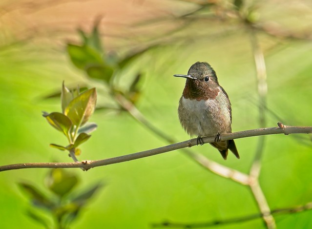 Humming Bird on a Branch