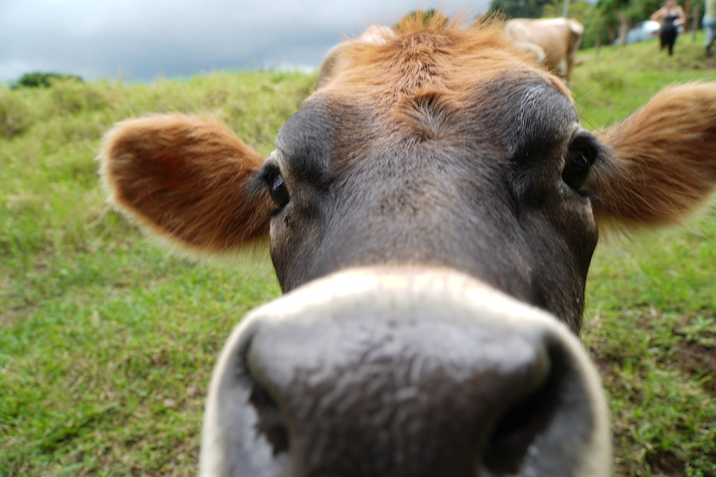 Cow | Johel Castro | Flickr