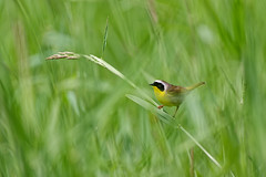 A Shy Songbird