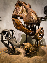 Dino Skulls