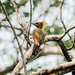 Yellow-naped Woodpecker