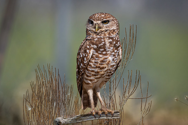 Portrait of a burrowing owl