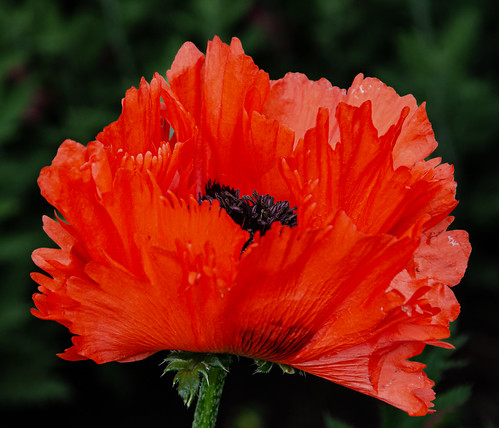 Memorial Day 2023 by Jim Frazier, <i>IN FLANDERS FIELDS the poppies blow
Between the crosses row on row,
That mark our place; and in t
