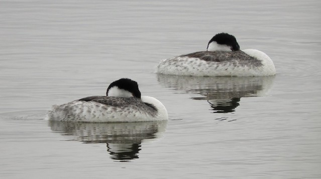 Clark's Grebes, Early Morning
