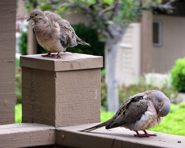 Young doves on a front porch
