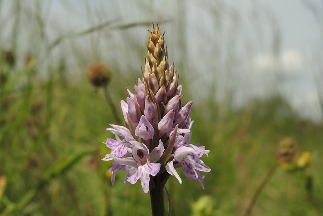 Common Spotted Orchid (Dactylorhiza fuchsii)