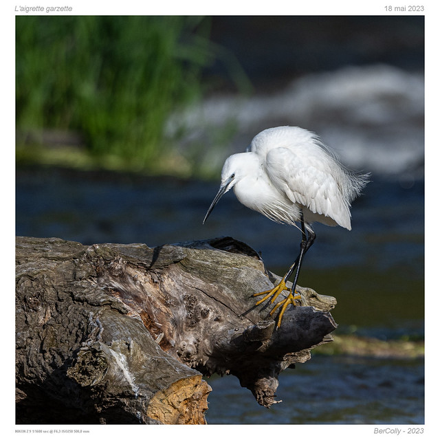 L'aigrette garzette | Little egret