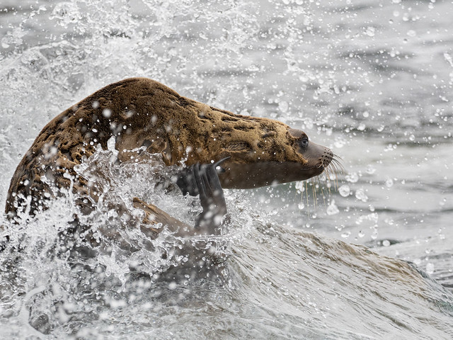 Sea Lion Yearling in Wave Splash 2500