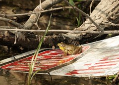 Bullfrog on a fallen sign