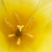 Yellow Tulip, 3.21.22