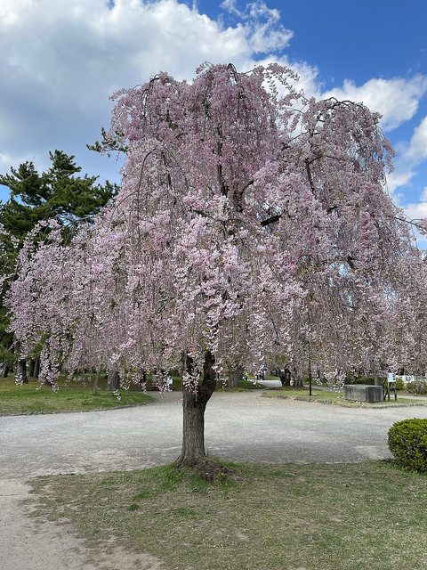 Cherry  blossom -  Cerisier en fleur - Sakura - Cerezos en flor