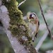 Goldfinch collecting nesting material
