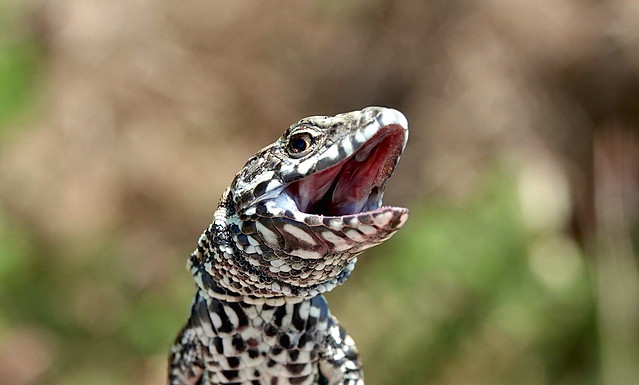 Common Wall Lizard (Podarcis Muralis) ©