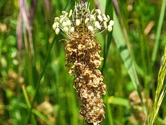 Spitz-Wegerich (Plantago lanceolata)