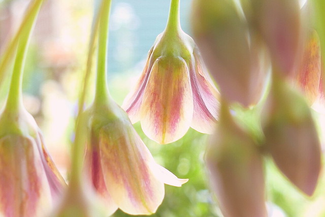 Nectaroscordum Lilies
