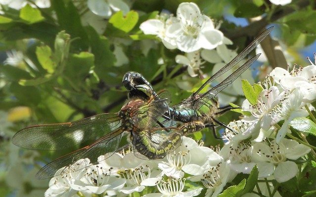 Hairy Dragonflies on Hawthorn blossoms.