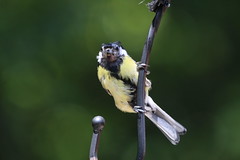 Love this Gorgeous Great Tit.