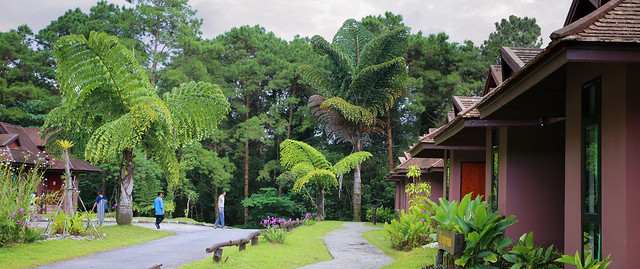 Giant fishtail palms surround the new accommodation of Doi Phu Kha National Park