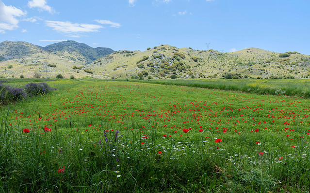 Lefkada fields
