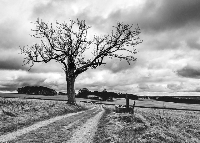 Lone Tree by a farmland track