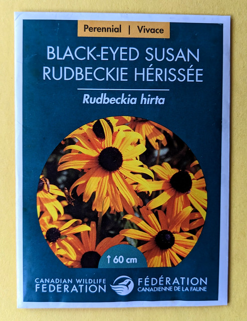 Black-eyed Susan, seeds