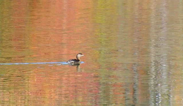 Cormorant in Abstract Fall Reflection