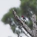 Redheaded Woodpecker_7382 1