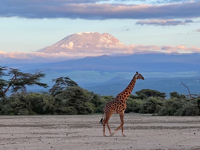 Jirafa en Tanzania (de fondo el Monte Kilimanjaro)