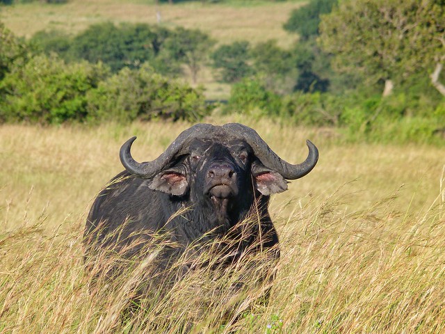 Búfalo en Tanzania