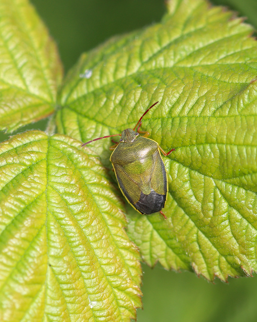 Gorse Shieldbug