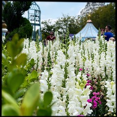 Flowers of Disneyland