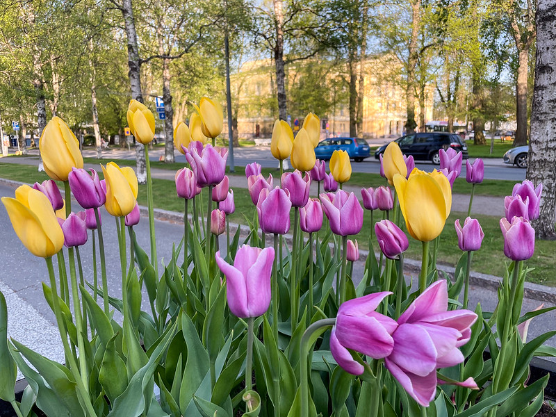 Flowers in Vaasa