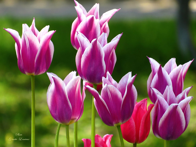Tulipes éclatantes de beauté