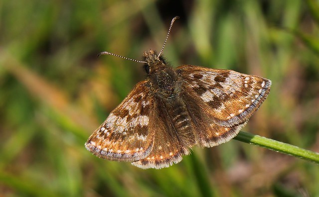 Dingy Skipper -  Erynnis tages 160523 (2)