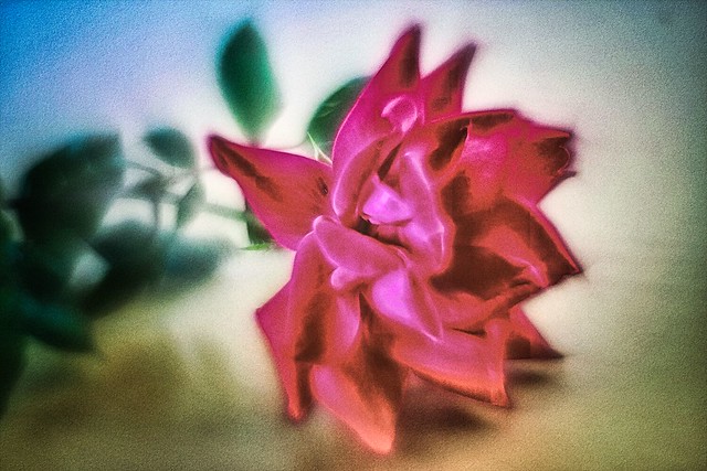 Artsy Garden Rose