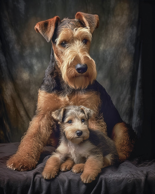 Airedale Terrier and Pup