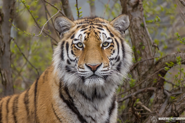 Siberian Tigress - Zoo Hluboka