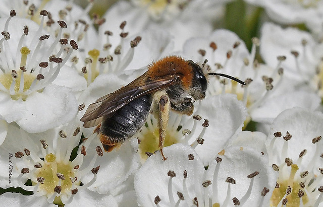 Andrena haemorrhoa (Orange-tailed Mining Bee) female on Hawthorn