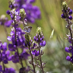 Butterfly on Lupine 