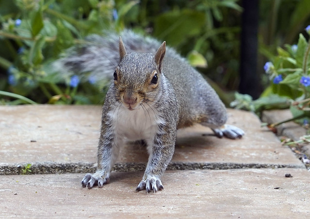 Grey Squirrel, Birchington, Kent 2140