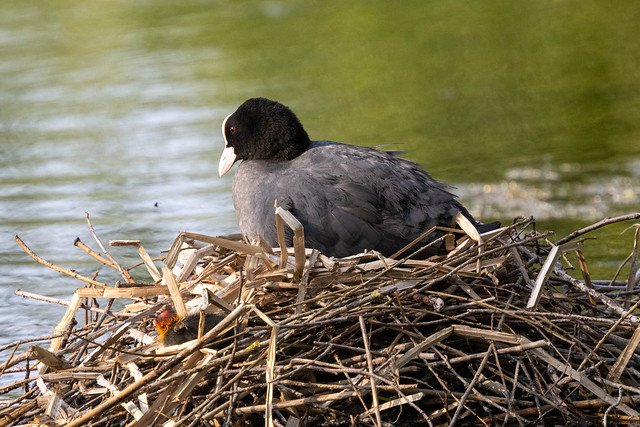 Eurasian coot on nest and with chicks